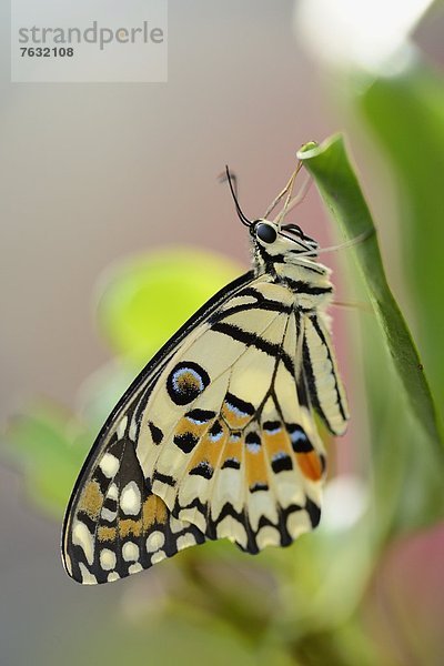 Schmetterling karierter Schwalbenschwanz (Papilio demoleus) auf einem Blatt