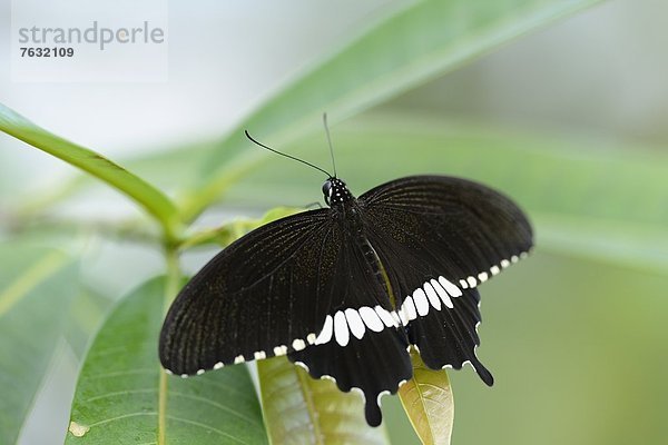 Schmetterling Papilio polytes auf einem Blatt