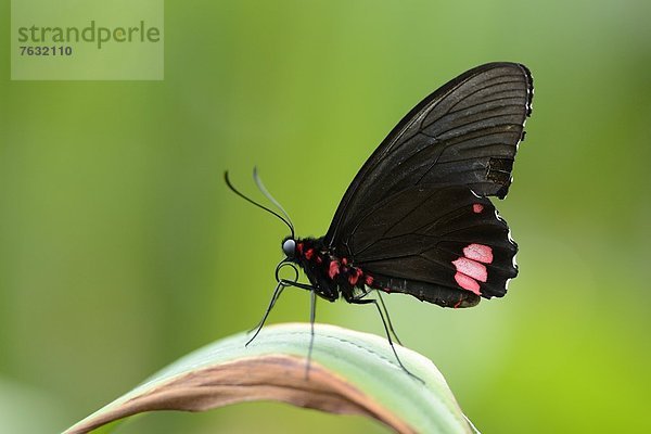 Schmetterling Parides iphidamas auf einem Blatt