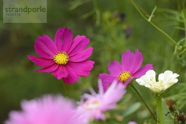 Blühendes Schmuckkörbchen (Cosmos bipinnatus)