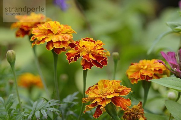 Blühende Tagetes