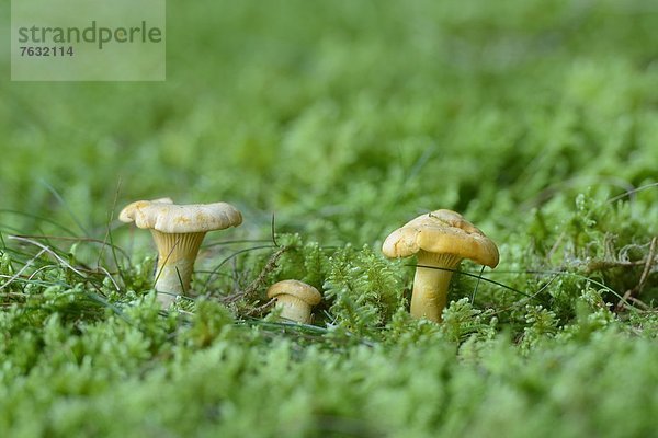 Echte Pfifferlinge (Cantharellus cibarius)