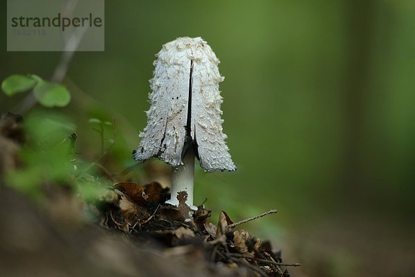 Schopftintling (Coprinus comatus)