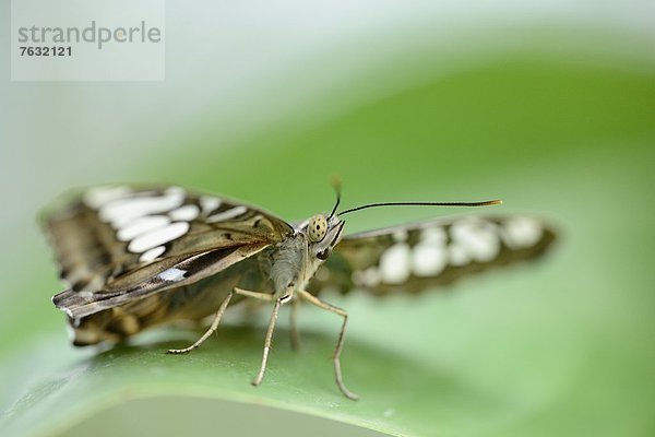 Schmetterling Parthenos sylvia auf einem Blatt