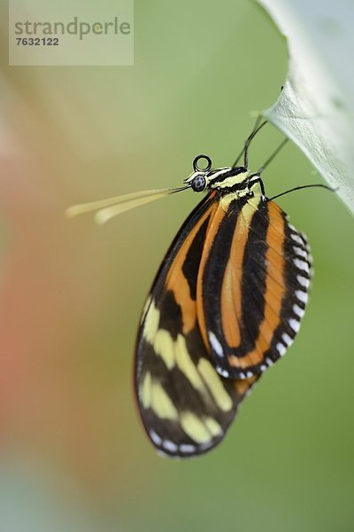 Schmetterling Heliconius ismenius auf einem Blatt