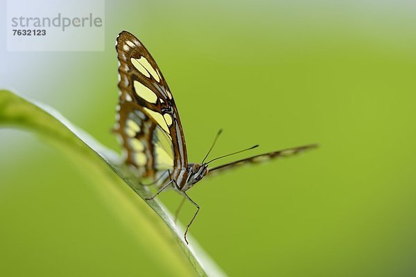 Schmetterling Bambuspage (Siproeta stelenes) auf einem Blatt