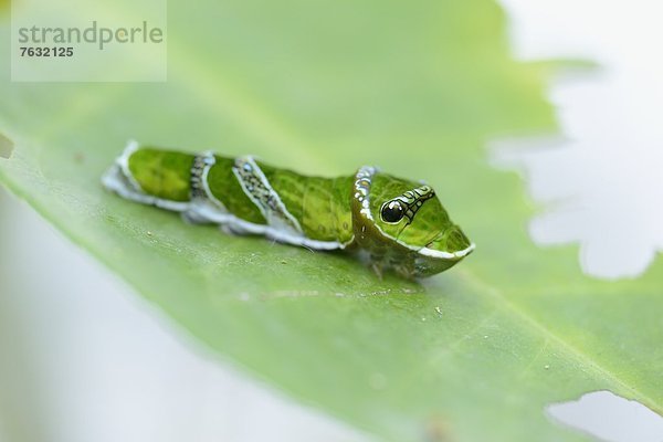 Larve eines Schmetterlings Papilio polytes