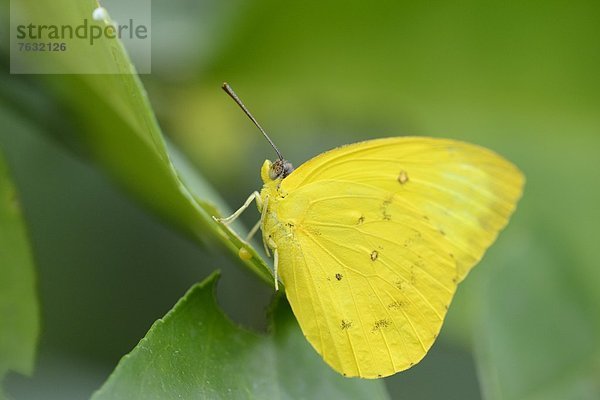 Schmetterling Orangegebänderter Schwefelfalter (Phoebis philea) auf einem Blatt