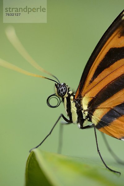 Schmetterling Heliconius ismenius auf einem Blatt  Makroaufnahme