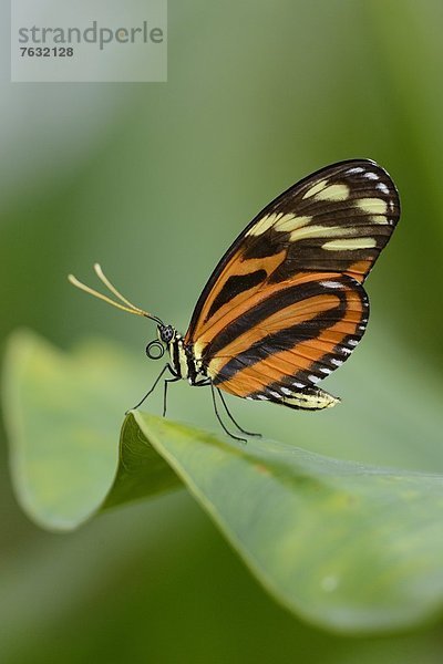 Schmetterling Heliconius ismenius auf einem Blatt