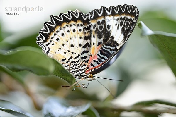 Schmetterling Cethosia biblis auf einem Blatt