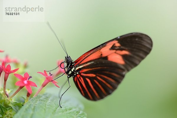 Schmetterling Heliconius melpomene auf einem Blatt