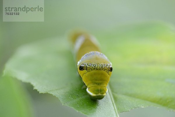 Larve eines Schmetterlings Papilio polytes