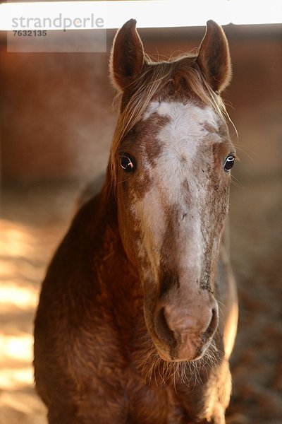 Schwitzendes Paint Horse in einer Reithalle