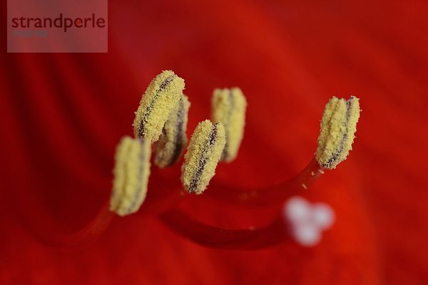 Blühender Ritterstern (Hippeastrum)  Makroaufnahme