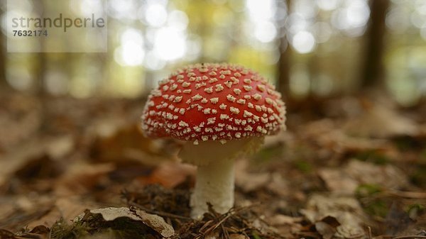 Fliegenpilz (Amanita muscaria)