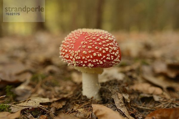 Fliegenpilz (Amanita muscaria)