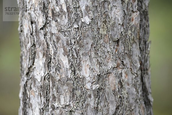 Waldkiefer (Pinus sylvestris)  Makroaufnahme