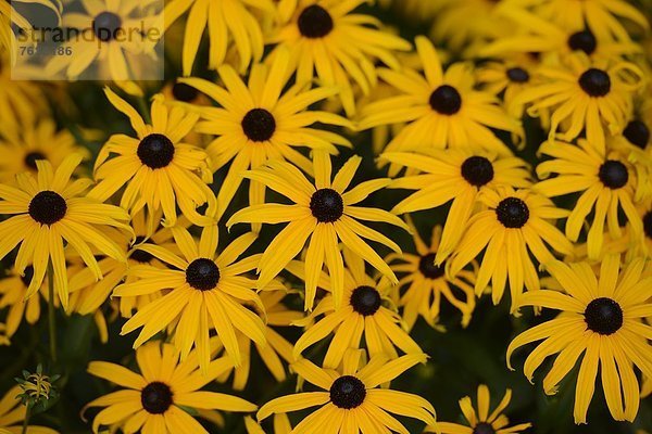 Blühender gelber Sonnenhut (Rudbeckia fulgida)