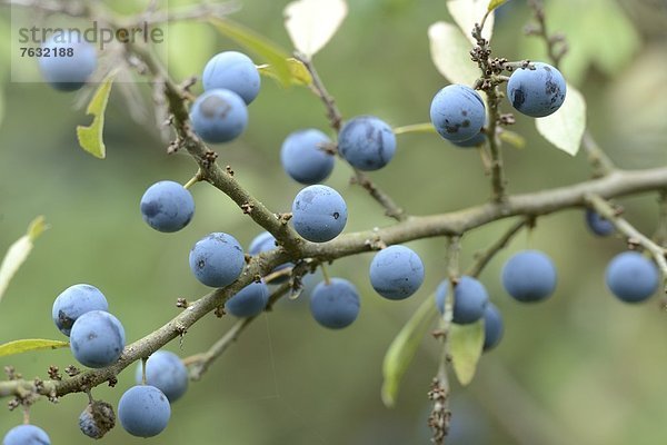 Früchte des Schlehdorns (Prunus spinosa)