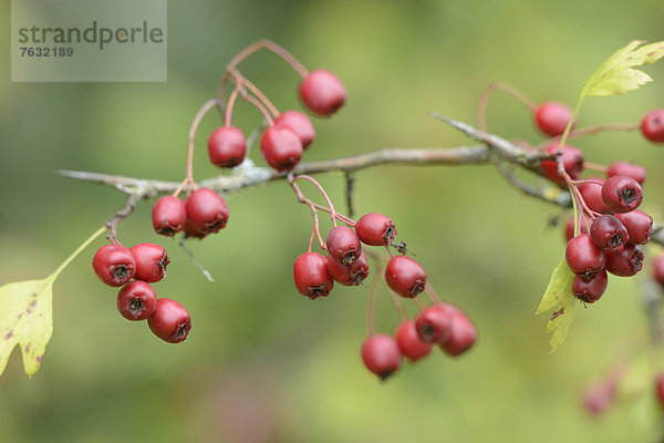 Früchte des Eingriffeligen Weißdorn (Crataegus monogyna)