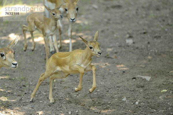 Junge Hirschziegenantilopen (Antilope cervicapra)