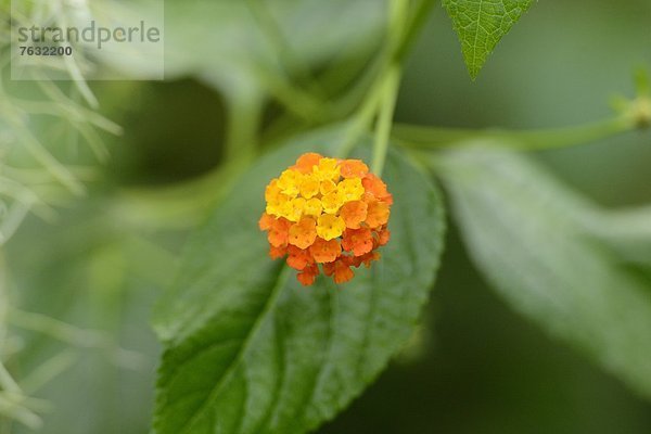 Blühendes Wandelröschen (Lantana camara)