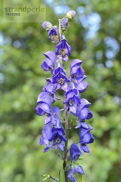 Blühender Hoher Rittersporn  Delphinium elatum)