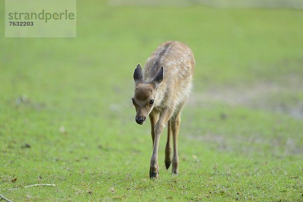 Sikahirsch (Cervus nippon) auf einer Wiese