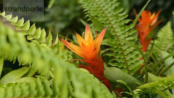 Blühendes Flammendes Schwert (Vriesea splendens)