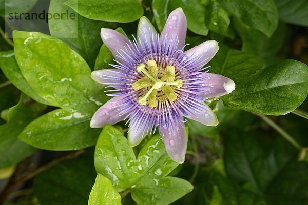 Blühende Blaue Passionsblume (Passiflora caerulea)