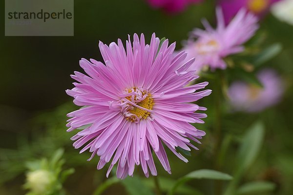 Blühende Berg-Aster (Aster amellus)