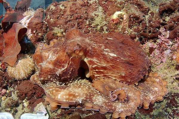 Pazifischer Riesenkrake (Enteroctopus dofleini)  getarnt  Japanisches Meer  Ferner Osten  Region Primorje  Russische Föderation