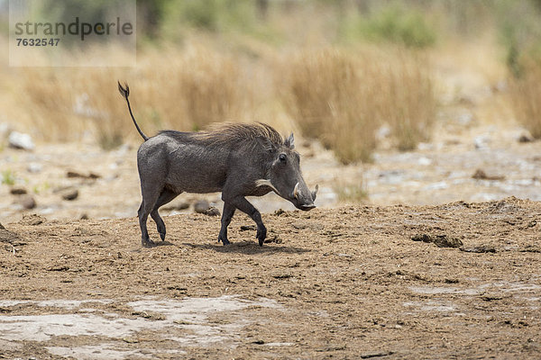 Wüstenwarzenschwein (Phacochoerus aethiopicus)  Khaudum-Nationalpark  Namibia  Afrika