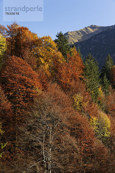 Herbstlicher Mischwald am Hölltobel  Gemeinde Oberstdorf  Oberallgäu  Allgäu  Schwaben  Bayern  Deutschland  Europa