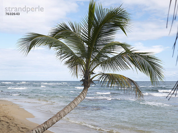 Palme (Arecaceae) am Strand von Punta Uva  Puerto Viejo de Talamanca  Costa Rica  Zentralamerika