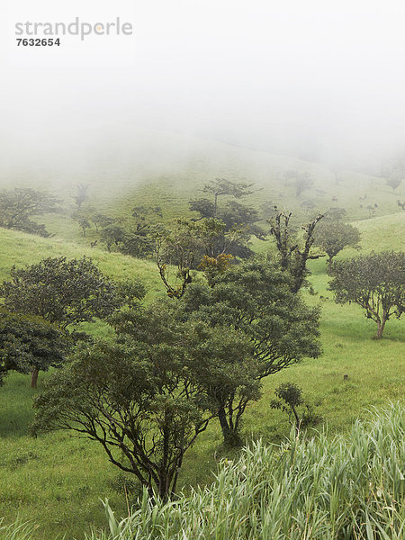Nebelverhangener grüner Hochgebirgswald an der Wetterschneide zwischen Pazifik und Atlantik  Cordillera de Tilar·n  Tilar·n  Provinz Guanacaste  Costa Rica  Zentralamerika