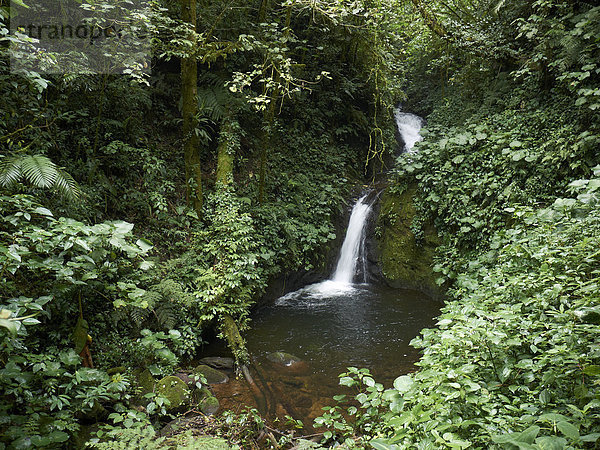 Wasserfall im Nebelwald Monteverde  Reserva Biologica Bosque Nubosa Monteverde  Monteverde  Provinz Guanacaste  Costa Rica  Zentralamerika