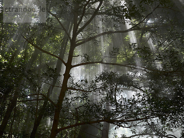 Schwefelhaltige Dämpfe  Fumarolen  im Nebelwald  RicÚn de la Vieja Nationalpark  Provinz Guanacaste  Costa Rica  Zentralamerika