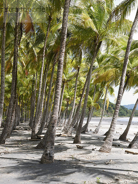 Palmenhain am Strand  Playa Carryllo  Nicoya-Halbinsel  Costa Rica  Zentralamerika