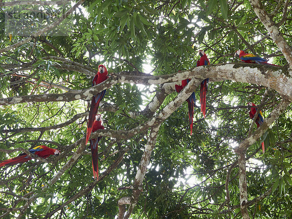 Hellrote Aras (Ara macao)  in einem Baum sitzend  Nationalpark Carara  Costa Rica  Zentralamerika