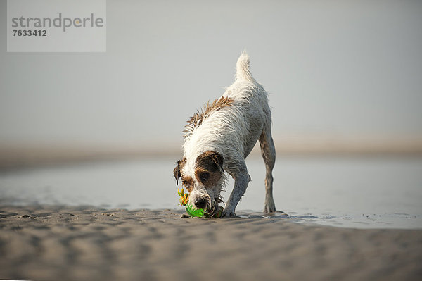 Parson Russell Terrier spielt am Strand