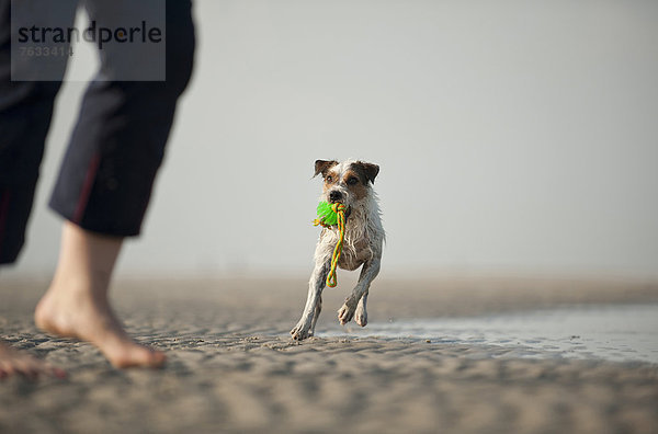 Parson Russell Terrier spielt mit Hundebesitzer am Strand