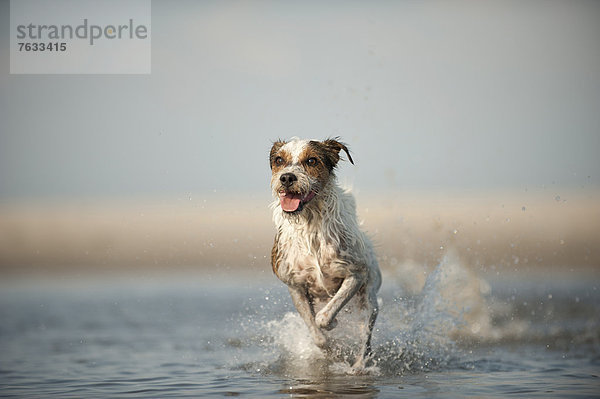 Parson Russell Terrier läuft durch Wasser