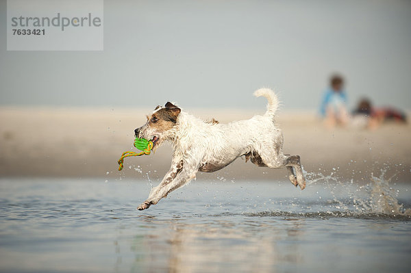 Parson Russell Terrier spielt am Strand