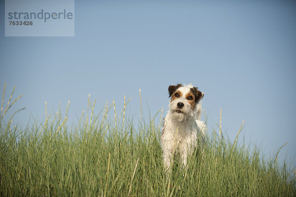 Parson Russell Terrier steht im Gras