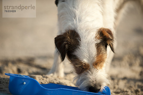 Parson Russell Terrier trinkt aus einer Wasserschale