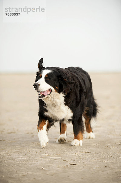 Berner Sennenhund läuft am Strand