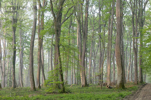 Eichenwald von Moladiers in Richtung Moulins  Traubeneichen oder Wintereichen (Quercus petraea)  Bourbonnais  Allier  Auvergne  Frankreich  Europa