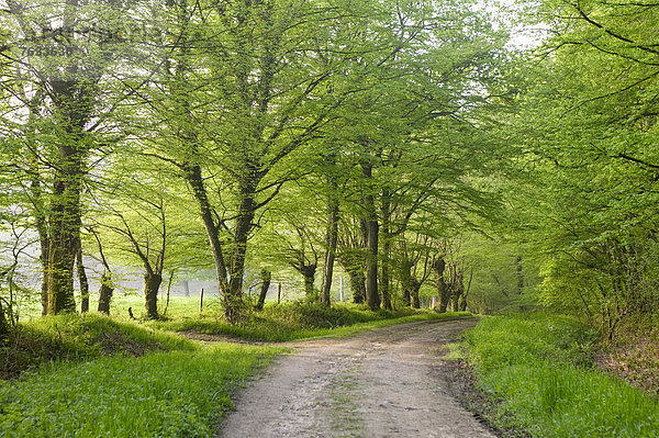 Weg durch den Eichen-Wald von Moladiers in Richtung Moulins  Traubeneichen oder Wintereichen (Quercus petraea)  Bourbonnais  Allier  Auvergne  Frankreich  Europa